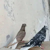 کبوتر دم سفیدوسینه ای.دم‌زرد|پرنده|باوی, |دیوار