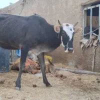 گاو محلی شادگان|حیوانات مزرعه|شادگان, |دیوار