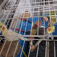 دو عدد عروس هلندی|پرنده|رشت, لاکانی|دیوار