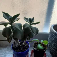 گل وگلدان به فروش می رسد