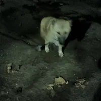 توله 5ماهه سرابی اصل نر|سگ|سرعین, |دیوار