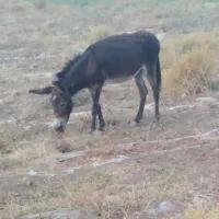 خر ماده
