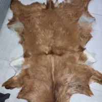 پوست بز شکاری اصل و بسیار زیبا
