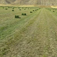 خرید و فروش یونجه