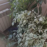 گل آپارتمانی|گل و گیاه طبیعی|پاکدشت, شهرک امام رضا|دیوار