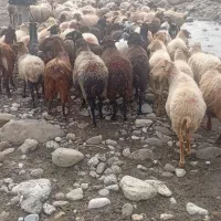 گوسفند های جنگل ی مشتری واقعی فقط تماس بگیرید|حیوانات مزرعه|رامیان, |دیوار