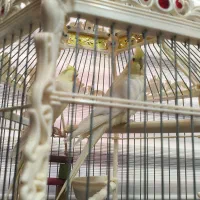 فروش پرنده|پرنده|شهرکرد, |دیوار