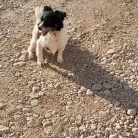 سگ خانگی|سگ|گلبهار, شهر جدید گلبهار|دیوار