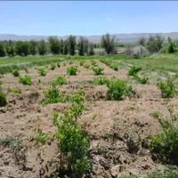 زمین ۱۰۰۰ متری مناسب باغ در شهرک ماهیدشت|فروش دفتر صنعتی، کشاورزی، تجاری|کرمانشاه, |دیوار