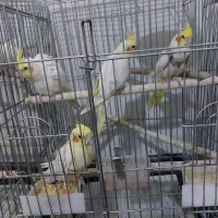 تعدادی عروس هلندی جفتی ۲میلیون|پرنده|تهران, پونک|دیوار