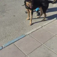 گرگی|سگ|صفادشت, |دیوار