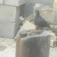 کبوتر پلاکی نر|پرنده|دهدشت, |دیوار