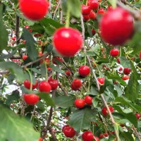 باغ2 هزارمتری با سند