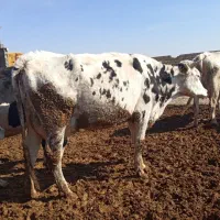 گاو تلیسه آبستن