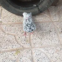 ساده هفترنگ