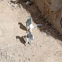 کبوتر تیدی|پرنده|ایرانشهر, |دیوار