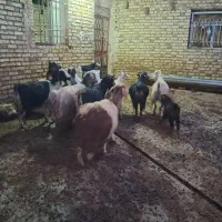 ۹عددبزهمگی جوان ۴عددزاییده