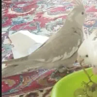 عروس هلندی گمشده