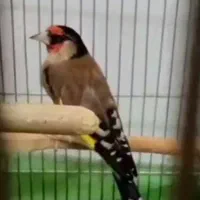 سهره زاغ