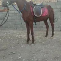 مادیان عرب|اسب و تجهیزات اسب‌سواری|قم, مهدی آباد|دیوار