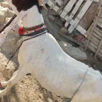 دو عدد بز اصل دار پنجاب