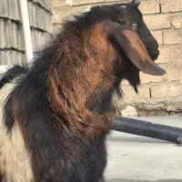 بزغاله یا ساوین هلندی