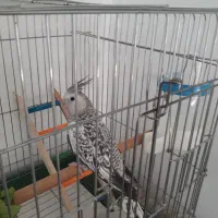 عروس هلندی ایزابلا دستی|پرنده|ایلام, |دیوار