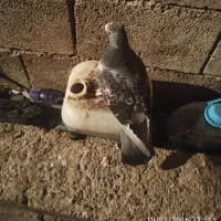 کبوتر|پرنده|دهدشت, |دیوار