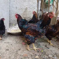 مرغ خروس زینتی ویاندوت|حیوانات مزرعه|کرج, اخترآباد|دیوار