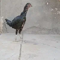 مرغ ذات دار