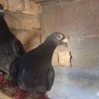 پلاکی|پرنده|اصفهان, بهارستان (مخابرات)|دیوار