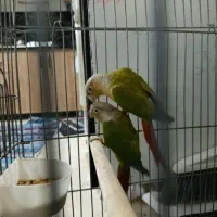 ۳ عددگرنچیک|پرنده|دورود, |دیوار