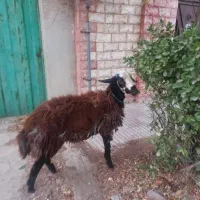 بره نر شال