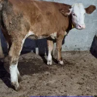 جهت خرید انواع گوساله پرواری داشتی|حیوانات مزرعه|تهران, بوستان ولایت|دیوار