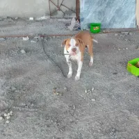 سگ پیت بول|سگ|برخوار, |دیوار