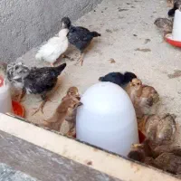جوجه ۴۵ روزه