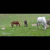 فروش|حیوانات مزرعه|ذلقی, |دیوار