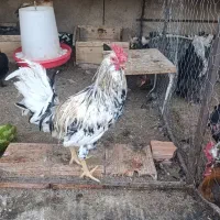 مرغ و خروس نژاد دار
