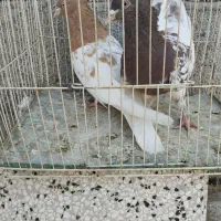 کله زرد ، سینه سرخ ماده، کله هفترنگ