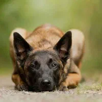 مالینویز ماده یکساله فحل آماده جفت خوردن