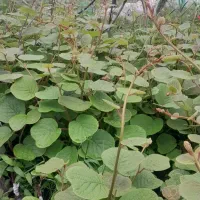 نهال کیوی هایوارد درجه یک پایه خیاری