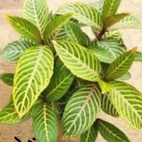 گل گلدان خاک