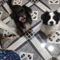 واگذاری دو غلاده سگ پاکوتاه اشپیتزمهربان