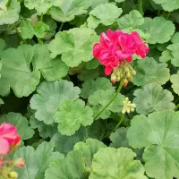 شمعدونی زیبا وخوش عطر