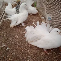 فروش یا معاوضه دم طاووسی