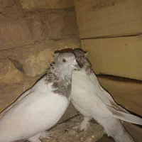 کبوتر زیبا|پرنده|ازنا, |دیوار