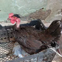 مرغ|حیوانات مزرعه|امیدیه, |دیوار