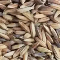 شلتوک بذری درجه یک