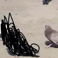 سینه ای و سرخ