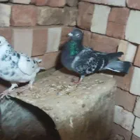 کبوتر المانی